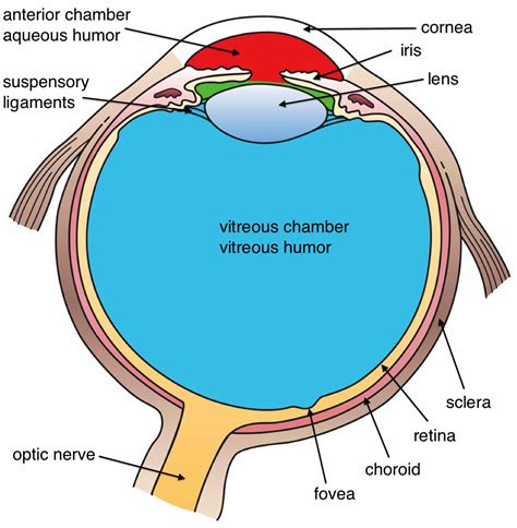 Labeled Picture Of The Eye Clipart Best