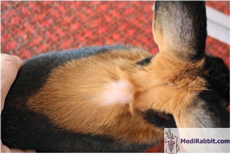 Petmd How To Treat Rabbits For Mites
