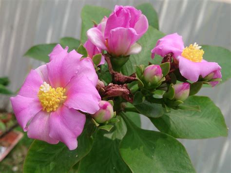 Cactus and a rose (#48) and are we dreamin' the same dream (#66). Pereskia grandifolia - Rose Cactus | World of Succulents