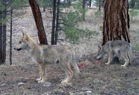 Mexican Gray Wolf Wildearth Guardians