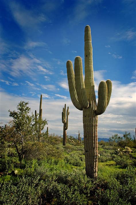 Saguaro Cactus 9 Photograph By Lane Erickson