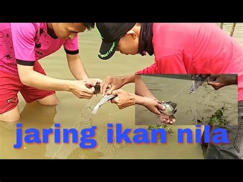 Belajar Menangkap Ikan Menggunakan Jaring Youtube