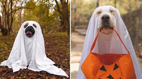 Dogs In Ghost Costumes Is The Only Pet Trend You Need To Know About