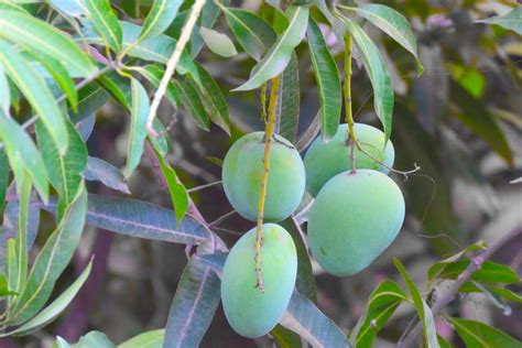 Mango Tree Growing Tips And Nutritional Information