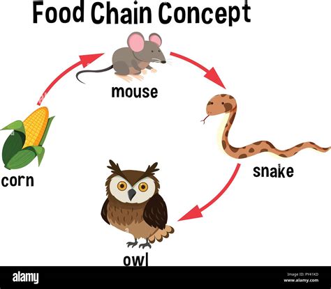 Food Chain Concept Diagram Illustration Stock Vector Image And Art Alamy