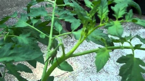 Tomato Plant Suckering And Topping Nctomatoman July 2 2011 Youtube