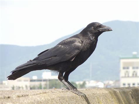 Eastern Carrion Crow Wikipedia