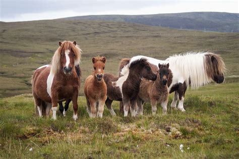 Breckenlea Pony Breeders Of Shetland Association