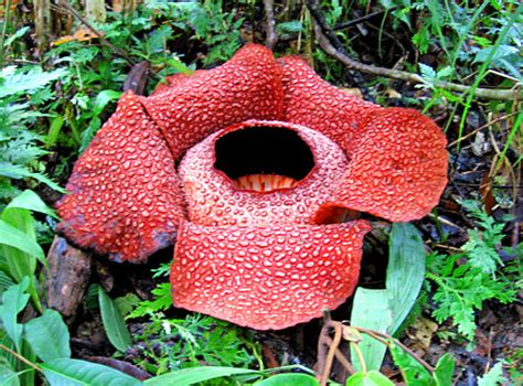 We did not find results for: Bunga Yang Harum Dan Sempurna: Mengenal Rafflesia Arnoldi ...
