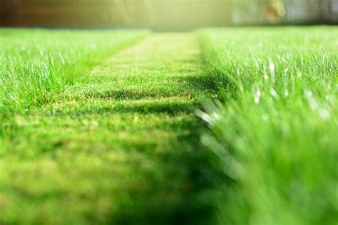 Top Four Ohio Summer Lawn Care Tips Grass Master