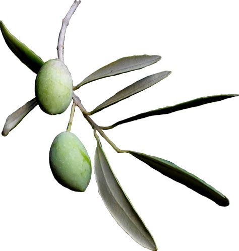 Clip Art Olive Tree Clipart Best