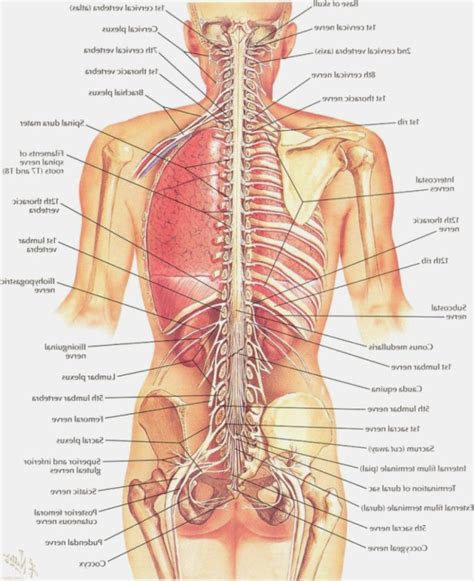 The socket is a concave depression in the lower side of the pelvis (also called the acetabulum). Lower Back Anatomy Pictures | Anatomy organs, Human body ...
