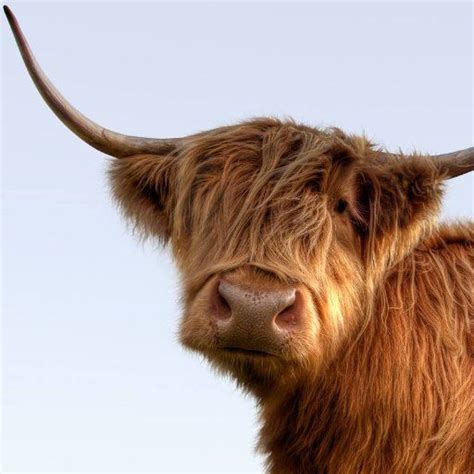 Highland Cattle Highland Cow Best Of Ireland Isle Of Islay Love