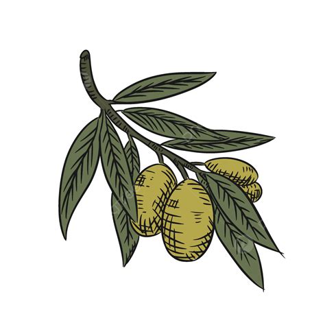 Olive Hand Draw In Vector Art Olive Hand Draw Olive Oil Olive