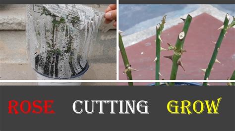How To Grow Rose From Cutting Easy Way Rose Plant Propagation From Cutting Youtube