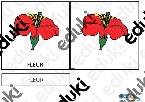Cartes De Nomenclature Montessori Morphologie Fleur Script Maj