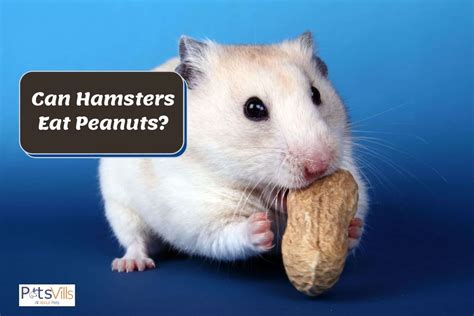 Can Hamsters Eat Peanuts Nutritious Treats And Feeding Tips