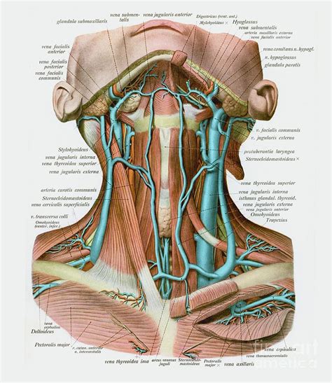 Veins Of The Neck Photograph By Microscape Science Photo Library Pixels
