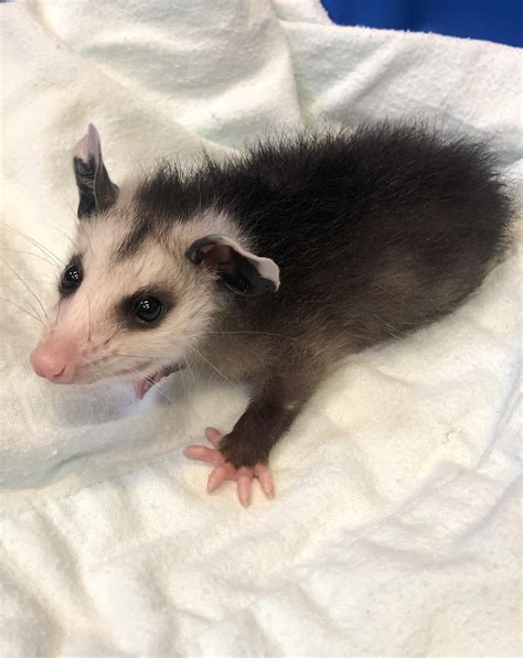 1481 Best Opossums Images On Pholder Aww Possums And Lil Grabbies