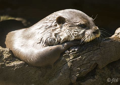 Otter Jlhinton Flickr
