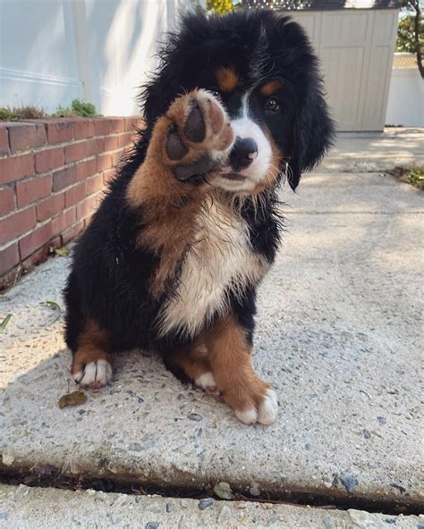 Bernese Mountain Puppy With Paw In The Air Featuring