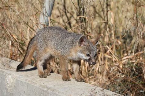Gray Foxes Seen Around The Bay Area