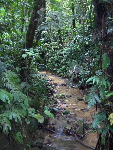 The Amazon Rainforest 7x55 Courtneyapple Flickr