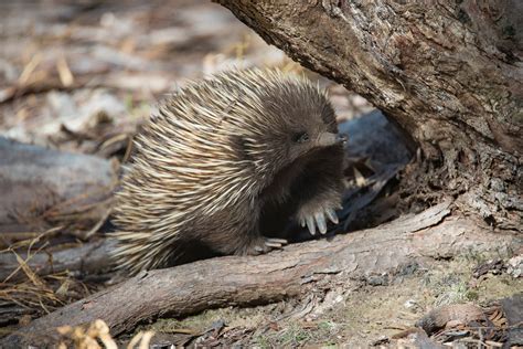 Kangaroo Island Wildlife And Conservation South Australia Australian