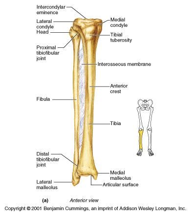 Remember the phrase never tell a little fib. now let's look at the tibia bone, which is the larger of the two leg bones, located medially. 301 Moved Permanently