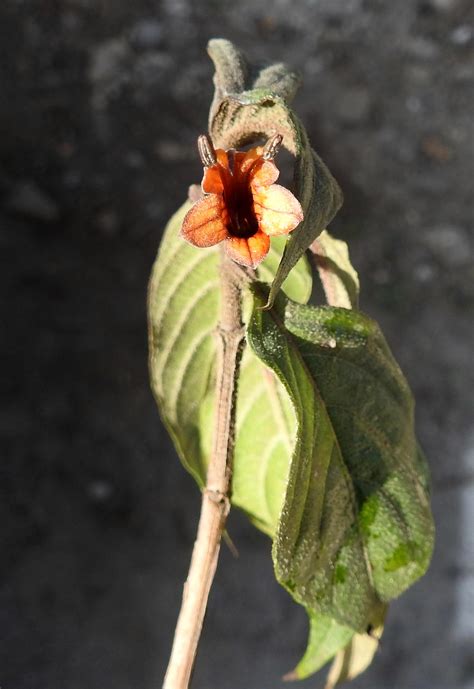 Phlogacanthus pubinervius - efloraofindia