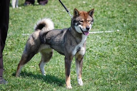 1000 Images About Shikoku Dog On Pinterest