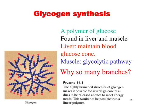 Ppt Chapter 15 Principles Of Metabolic Regulation Glucose And