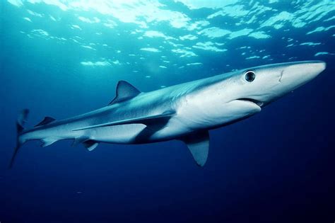 Hd Wallpaper Blue Shark Prionace Glauca Fish Photo Predator