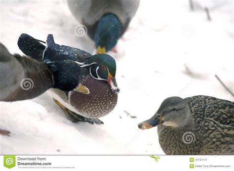 Ducks In Snow Stock Image Image Of Fowl Carolina Dabbling 41747777