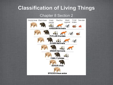 Classification Of Living Things Definition Examples And Practice