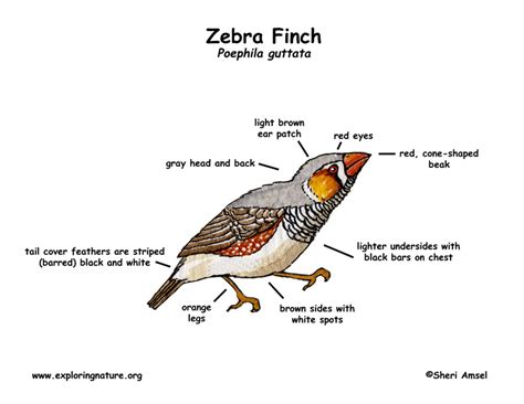 Zebra Finch Male Vs Female