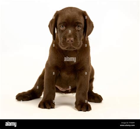 Chocolate Labrador Puppy Portrait Stock Photo Alamy