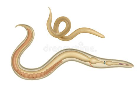 The Structure Of The Roundworm Ascaris Stock Illustration