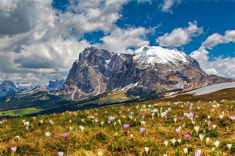 Download Crocus Flower Dolomites Nature Mountain Hd Wallpaper
