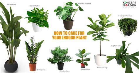 11 Types Of Indoor Plants And How To Care For Your Indoor Plant