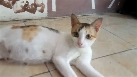 Twin Pregnant Calico Cat Youtube