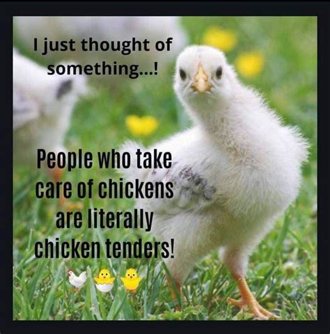 Im A Chicken Tender Chicken Quotes Chicken Lady Quotes Chicken Humor