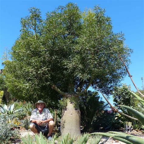 Succulent Trees Brachychiton Rupestris