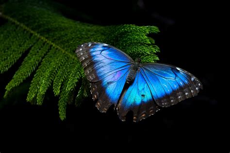 How Butterflies Get Their Shine Wired