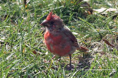 Weekend Birding Juvenile Northern Cardinal Under My