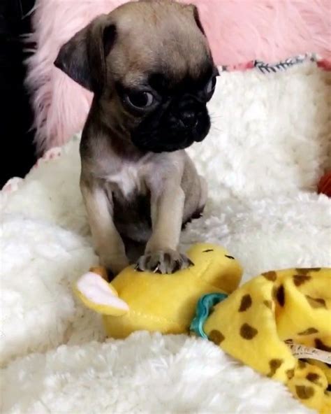 A List Of The Cutest Teacup Pug Pictures And Videos Are You In The