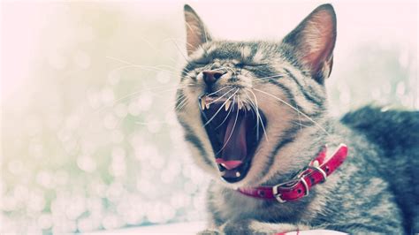 Download Wallpaper 1920x1080 Cat Face Yawn Collars Full Hd Hdtv