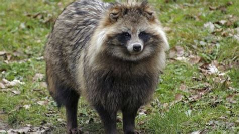 5 Interesting Facts About Raccoon Dogs Haydens Animal Facts