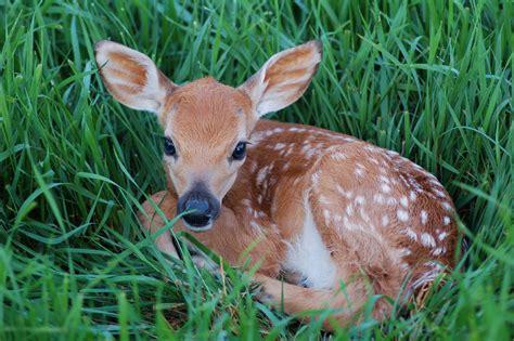 Do Not Bother The Fawns Rehabilitating Orphan And Injured Wildlife