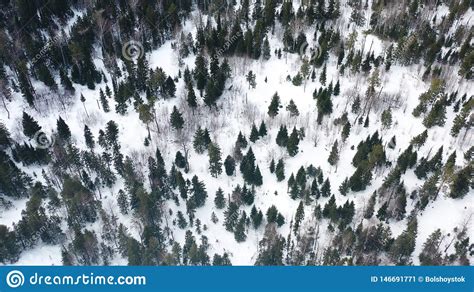 Aerial Drone View Of Winter Forest Covered In Snow Beauty Of Nature